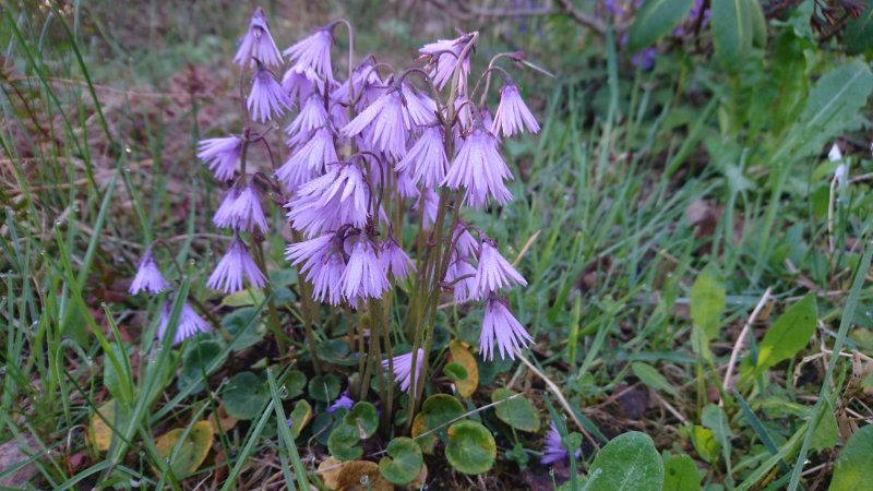 Soldanella carpatica